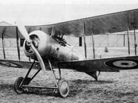 Gloster Nightjar - Image 1