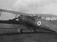 Short Springbok - Image 2