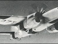 Short Sturgeon - Image 2