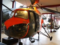 Bristol Sycamore - Image 9