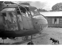 Bristol Sycamore - Image 6