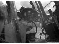 Bristol Sycamore - Image 7