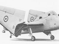 Short Seamew - Image 2