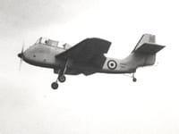 Short Seamew - Image 3