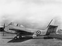 Short Seamew - Image 4