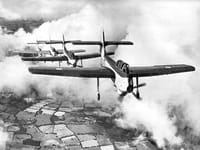 Short Seamew - Image 5